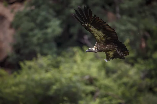 stock image White backed Vulture in flight isolated in natural background in Kruger National park, South Africa ; Specie Gyps africanus family of Accipitridae