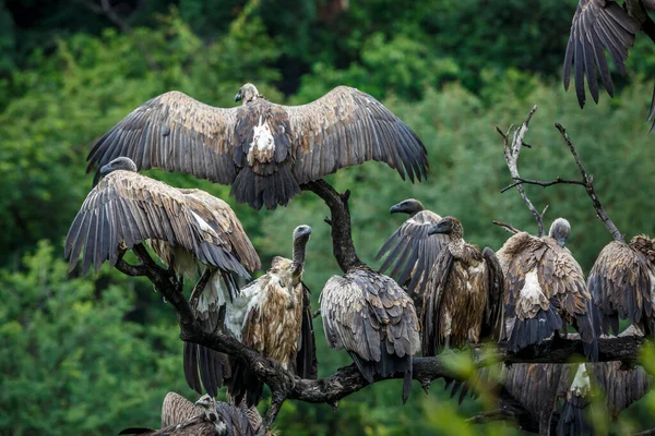 Група Білих Підтримувала Vulture Стоячи Гілці Під Дощем Національному Парку — стокове фото