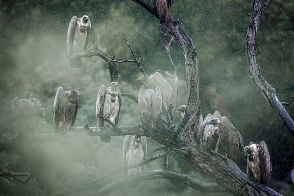在南非克鲁格国家公园 一群白种人支持秃鹫站在雨中的一根木头上 — 图库照片