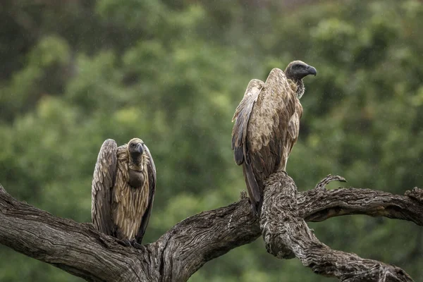 Två Vita Backas Vulture Står Stock Regnet Kruger National Park — Stockfoto