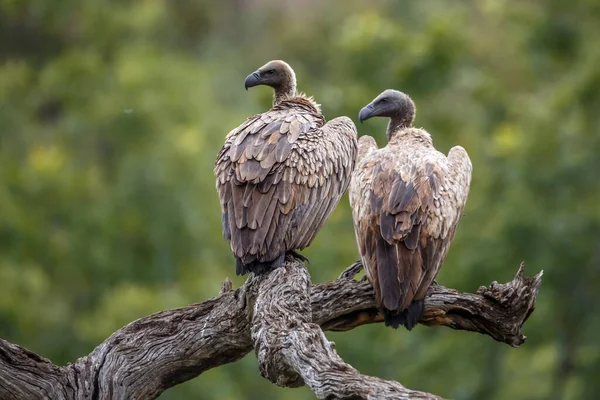 南非克鲁格国家公园 两只白背秃鹫矗立在一根从自然背景中分离出来的圆木上 — 图库照片