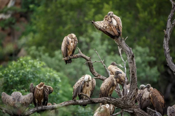 Grupp Vita Backas Vulture Grooming Morgonen Kruger National Park Sydafrika — Stockfoto