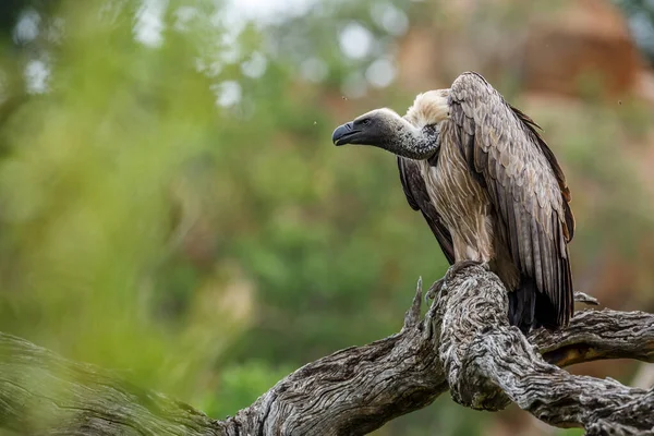 南非克鲁格国家公园的一根圆木上 白背秃鹫站着 阿西里达岛的非洲特产 — 图库照片