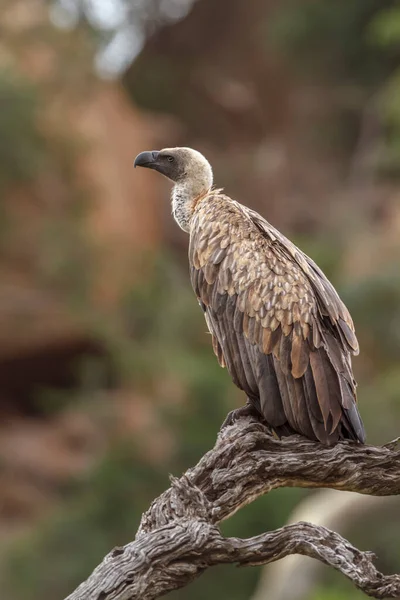 stock image White backed Vulture standing on a log in Kruger National park, South Africa ; Specie Gyps africanus family of Accipitridae