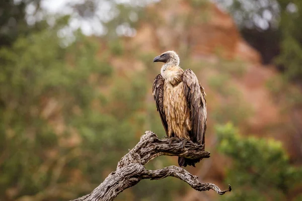 南非克鲁格国家公园 白背秃鹫栖息在雨中枯死的枝干上 针形虫科非洲特有种 — 图库照片