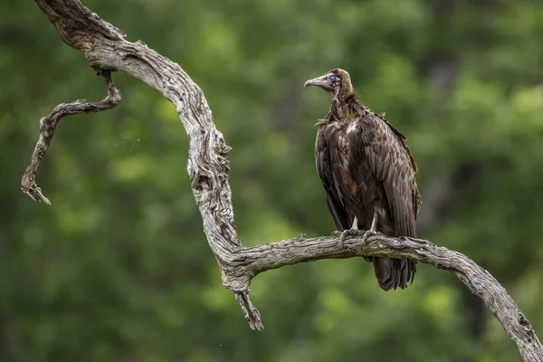 在南非克鲁格国家公园的树枝上 头戴头冠的秃鹫站在树枝上 仙人掌科仙人掌属 — 图库照片