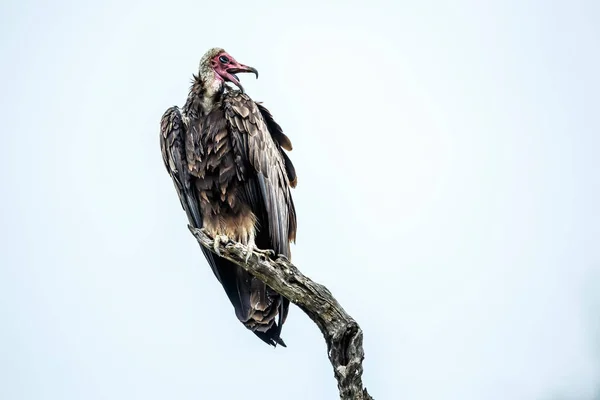 Hooded Vulture Isolated White Background Kruger National Park South Africa — стокове фото