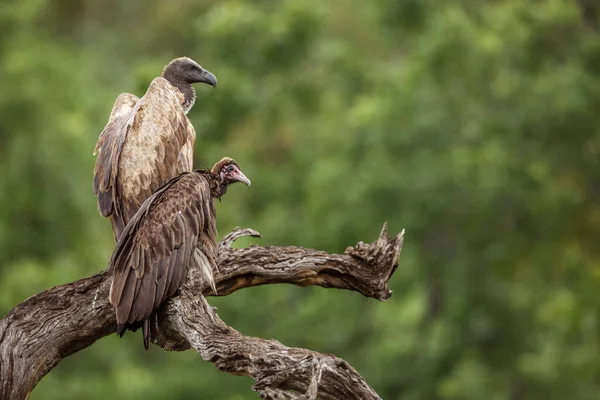 南非克鲁格国家公园头戴头冠的秃鹫和白色背背秃鹫 针形动物科和非洲针形动物科 — 图库照片