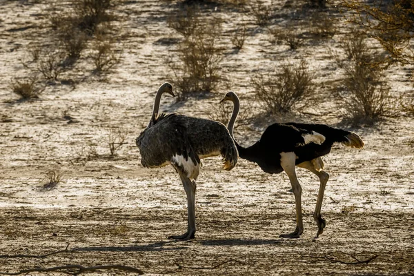 位于南非Kgalagadi跨界公园旱地的非洲鸵鸟夫妇 Struthionidae的Specie Struthio Camelus家族 — 图库照片