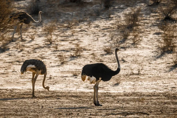 南アフリカのKgalagadi国境公園の乾燥した土地の生息地のアフリカのOstrichカップル 種StruthionidaeusのStruthios Camelus家族 — ストック写真