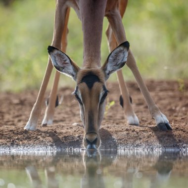 Güney Afrika 'daki Kruger Ulusal Parkı' ndaki su birikintisinde içen yaygın Impala portresi Bovidae ailesinden Specie Aepyceros melampus