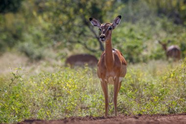 Güney Afrika 'daki Kruger Ulusal Parkı' nda, Bovidae familyasından Specie Aepyceros melampus