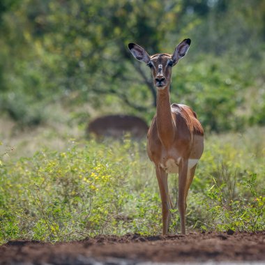 Güney Afrika 'daki Kruger Ulusal Parkı' nda, Bovidae familyasından Specie Aepyceros melampus