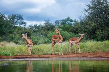Güney Afrika 'daki Kruger Ulusal Parkı' ndaki su birikintisinde içen Impala grubu Bovidae ailesinden Specie Aepyceros melampus