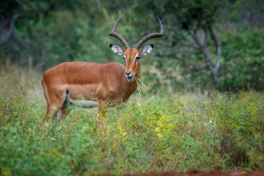 Güney Afrika 'daki Kruger Ulusal Parkı' nda boynuzlu erkek otlayan Bovidae familyasından Specie Aepyceros melampus