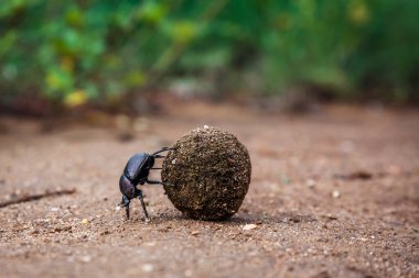 Güney Afrika 'daki Kruger Ulusal Parkı' nda fil dışkısı yuvarlayan bok böceği; Scarabaeus viettei ailesi Scarabaeoidea