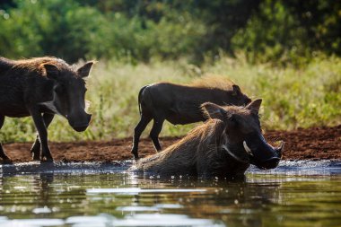 Güney Afrika 'daki Kruger Ulusal Parkı' ndaki su birikintisinde yıkanan domuz ailesi Suidae ailesinden Specie Phacochoerus africanus.