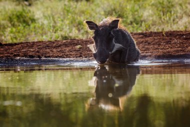 Güney Afrika 'daki Kruger Ulusal Parkı' nda, Suidae 'deki Specie Phacochoerus africanus ailesinde su birikintisinde sıkça yıkanan yaban domuzu.