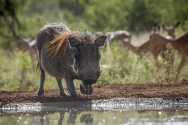 Güney Afrika 'daki Kruger Ulusal Parkı' nda, Suidae familyasından Specie Phacochoerus Africanus 'ta su birikintisi manzarasında sıkça içilen domuz.