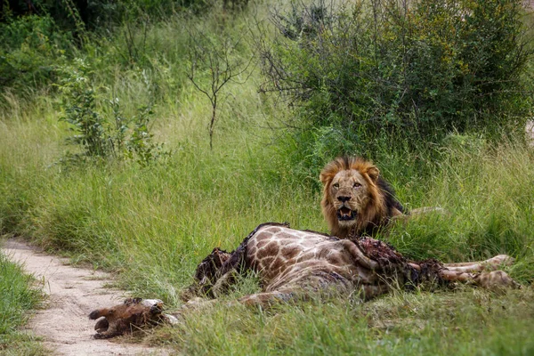 在南非克鲁格国家公园观察猎物的非洲狮子 Felidae的Panthera Leo家族 — 图库照片