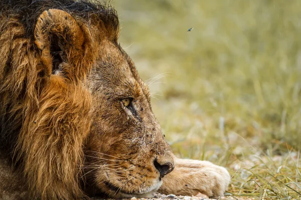 Afrikanisches Löwenmännchen Beim Luchsen Kruger Nationalpark Südafrika Spezies Panthera Leo — Stockfoto