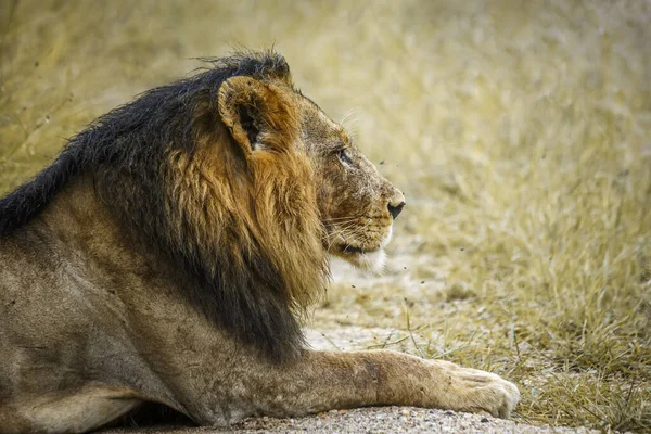 Retrato León Africano Acostado Parque Nacional Kruger Sudáfrica Especie Panthera —  Fotos de Stock