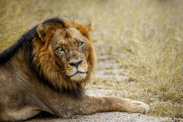 Africký Lev Portrét Ležící Kruger National Park Jižní Afrika Specie — Stock fotografie
