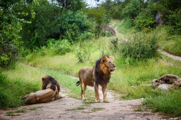 Deux Lions Africains Mâles Observent Leurs Proies Dans Parc National — Photo