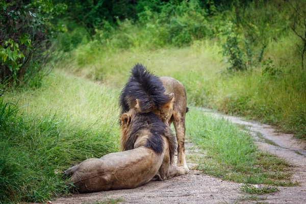 南非克鲁格国家公园的两只非洲雄狮 Felidae的Panthera Leo家族 — 图库照片