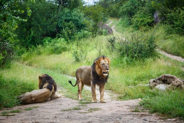 Twee Afrikaanse Leeuwen Mannetje Kijken Naar Hun Prooi Kruger National — Stockfoto