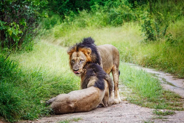 Twee Afrikaanse Leeuwen Mannelijke Binding Kruger National Park Zuid Afrika — Stockfoto