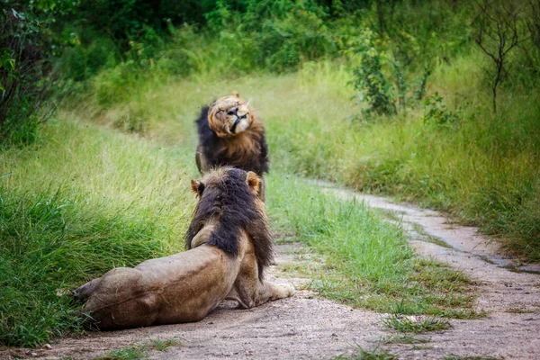 南非克鲁格国家公园的两只非洲雄狮 Felidae的Panthera Leo家族 — 图库照片