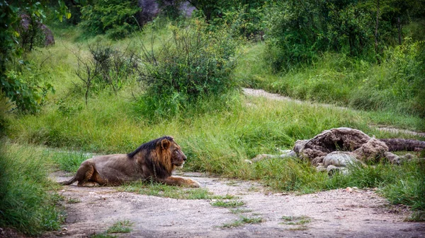 Hombre León Africano Acostado Mirando Presa Parque Nacional Kruger Sudáfrica —  Fotos de Stock