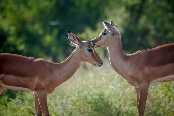 Dwie Młode Wspólne Więzi Impala Parku Narodowym Kruger Republika Południowej — Zdjęcie stockowe