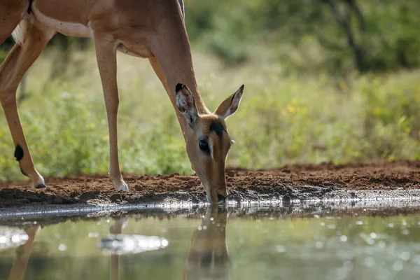 Widok Boku Wspólnego Portretu Impala Picie Przy Wodopoju Parku Narodowym — Zdjęcie stockowe