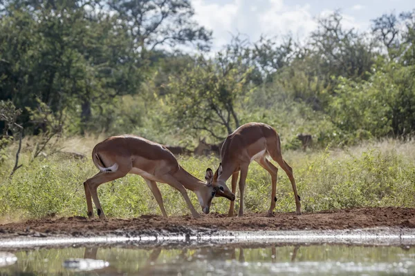 Два Молодых Самца Common Impala Водяной Скважине Национальном Парке Крюгера — стоковое фото
