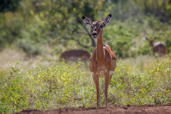 Common Impala Alert Front View Kruger National Park Republika Południowej — Zdjęcie stockowe