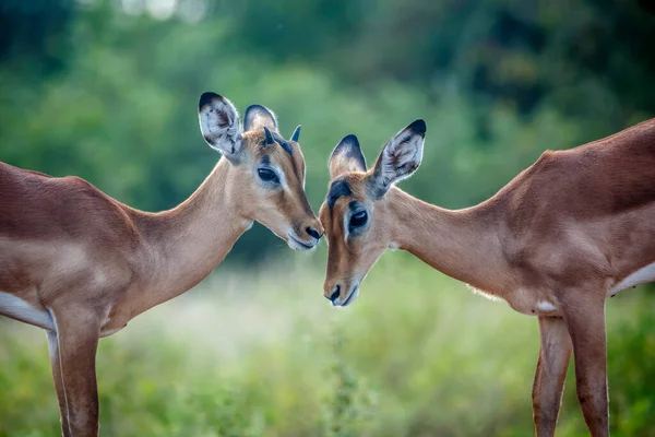 Dois Jovens Comum Impala Ligação Parque Nacional Kruger África Sul — Fotografia de Stock