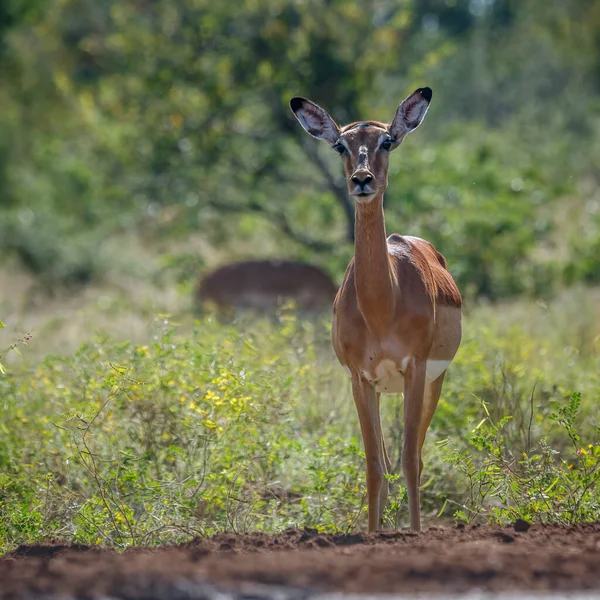 Common Impala Vista Frontal Alerta Kruger National Park Sudáfrica Specie —  Fotos de Stock