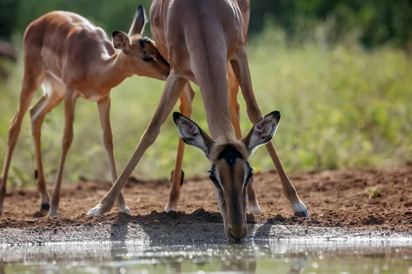 Gewone Impala Drinkend Bij Waterput Met Welp Zuigend Kruger National — Stockfoto