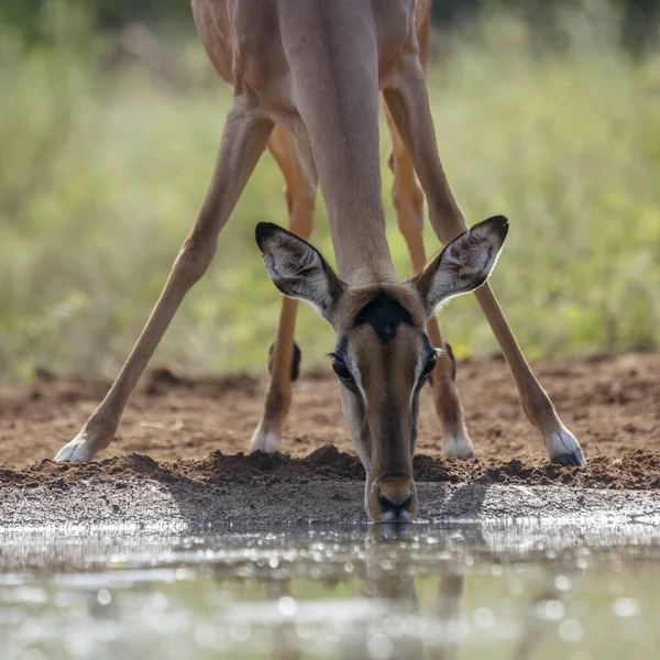 Retrato Comum Impala Vista Frontal Beber Buraco Água Parque Nacional — Fotografia de Stock