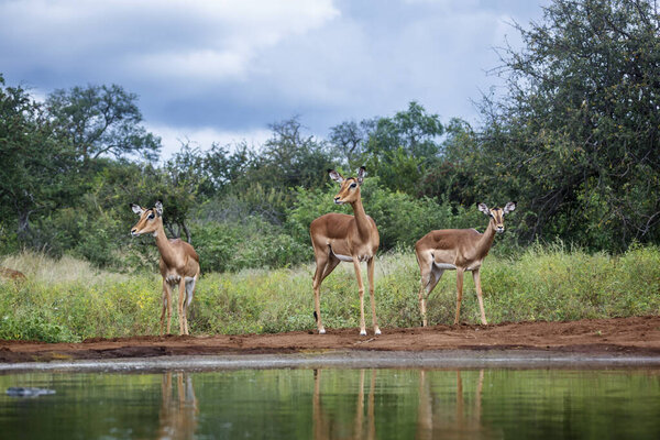 Группа Common Impala, пьющая в водопое в Национальном парке Крюгер, Южная Африка; Вид Aepyceros melampus семейства Bovidae