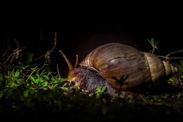 Велетенський Африканський Равлик Вночі Переміщається Траві Національному Парку Крюгер Пар — стокове фото