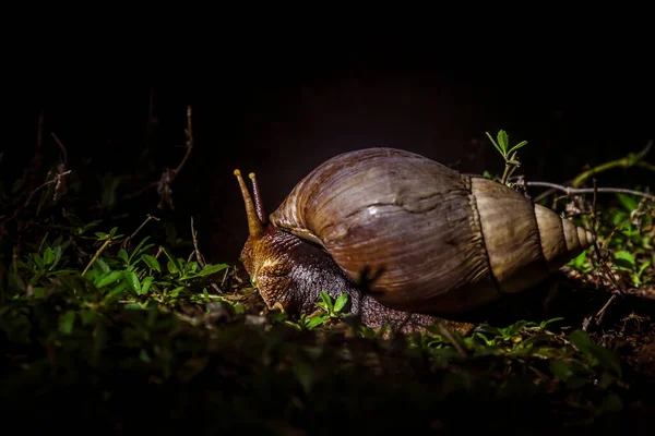 Giant African Land Snail Moving Grass Night Kruger National Park — Φωτογραφία Αρχείου