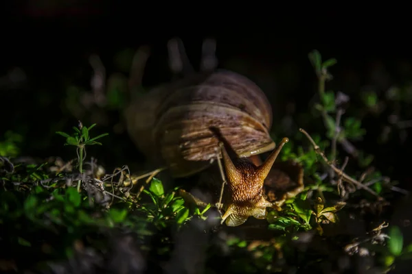 Escargot Terrestre Africain Géant Déplaçant Nuit Vue Face Dans Herbe — Photo