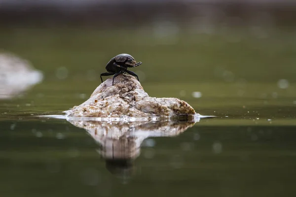 Dung Beetle Standing Rock Middle Water Kruger National Park South — Stock Photo, Image