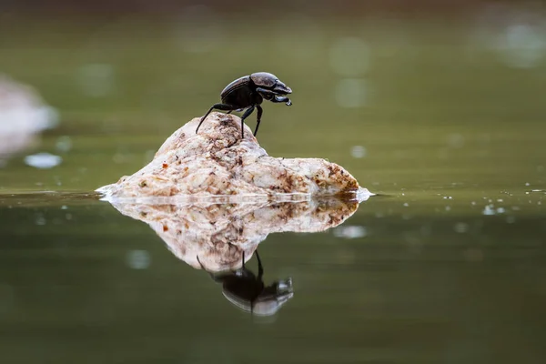 Dungskalbagge Står Klippa Mitt Vattnet Kruger National Park Sydafrika Specie — Stockfoto