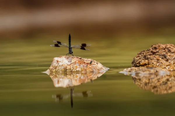 Dragonfly Står Klippa Mitt Vattnet Kruger National Park Sydafrika — Stockfoto