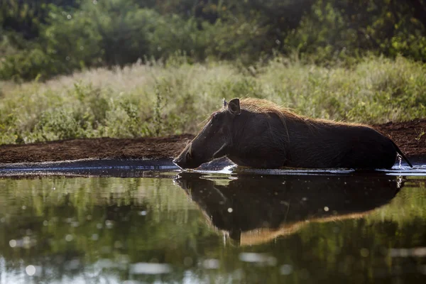 Gewöhnliche Warzenschweine Beim Baden Hinterleuchteten Wasserloch Kruger Nationalpark Südafrika Familie — Stockfoto