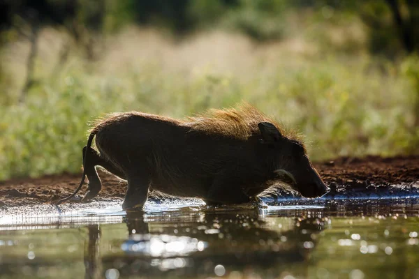 Banho Comum Warthog Waterhole Retroiluminado Parque Nacional Kruger África Sul — Fotografia de Stock